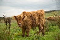 Schotse hooglander (rund) van Marco Herman Photography thumbnail