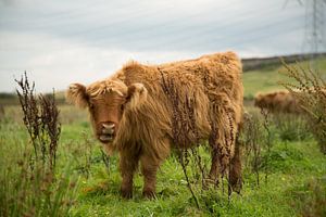 Schotse hooglander (rund) sur Marco Herman Photography