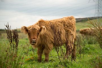 Schotse hooglander (rund) van Marco Herman Photography