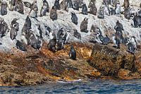 African penguins