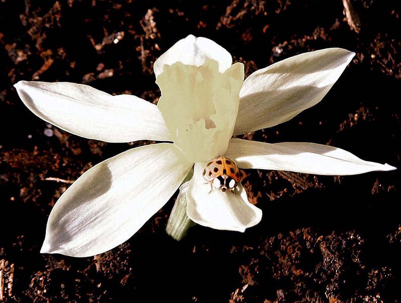 Wit uit van erikaktus gurun