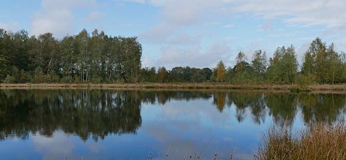 Berken spiegelend in het water
