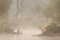 Edelhert tijdens mist in een waterplas.