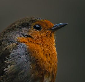 Rotkehlchen im frühen Morgenlicht.