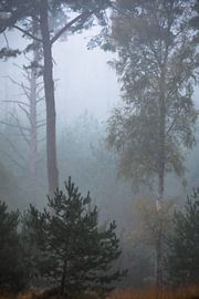 Nebliger Wald von Linda Raaphorst