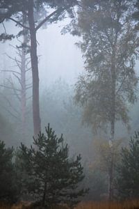 Forêt brumeuse sur Linda Raaphorst