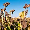 Un champ de tournesols magique dans l'Oderbruch sur Silva Wischeropp