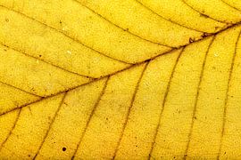 Gelbes Blatt mit feinem Adergeflecht von Alexander Baumann