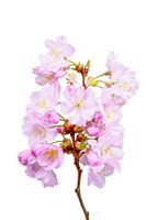 Roze kersenbloesems op een witte achtergrond