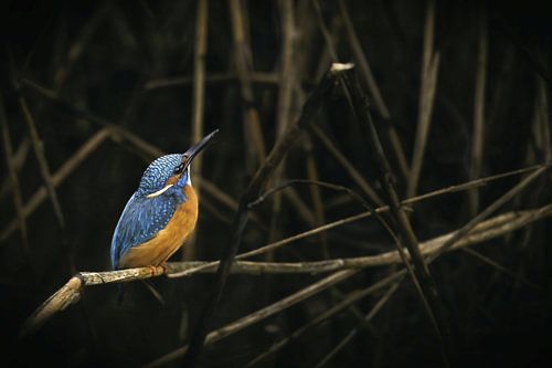 ijsvogel tussen takken