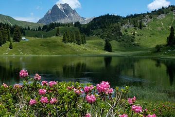Alpenweide in Oostenrijk van Erich Fend