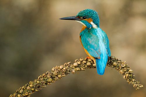 IJsvogel gefotografeerd in het Gooi