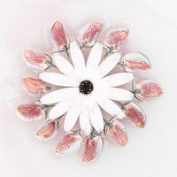 Gänseblümchen