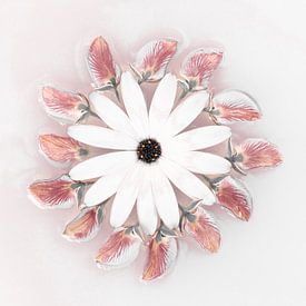 Gänseblümchen von Cindy Mulder