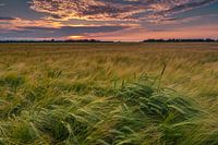 Cornfield at sunset