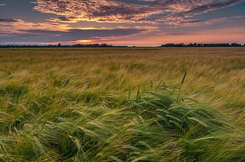 Korenveld bij zonsondergang