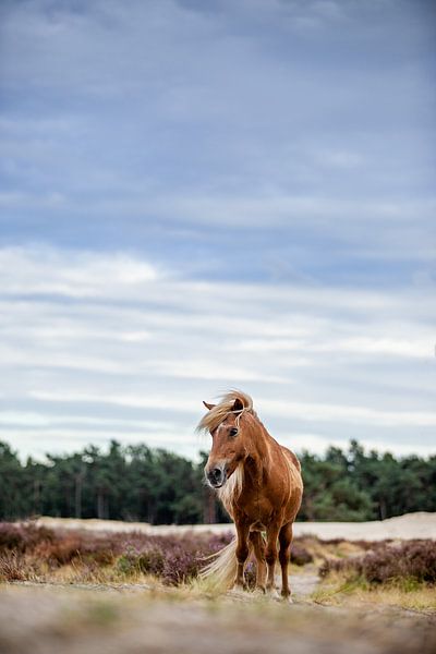 pony in de natuur van Lotte van Alderen