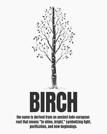 Minimalistisches Poster mit Birken-Strichzeichnung – weiße Ausgabe von moveit store