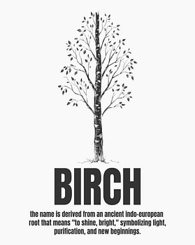 Minimalistisches Poster mit Birken-Strichzeichnung – weiße Ausgabe