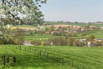 Bloesemtijd in Zuid-Limburg