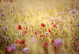 dancing in light... (poppies)  by Els Fonteine
