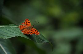 Small orange butterfly by Lisanne Keijzer