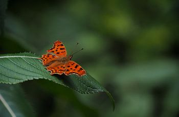 Petit papillon orange
