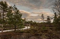 Evening atmosphere in the Black Moor by Holger Spieker thumbnail