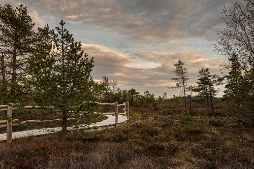 Abendstimmung  im Schwarzen Moor
