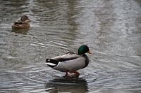 Canards dans la Vecht