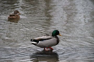 Enten in der Vechta von Nicole Van Stokkum