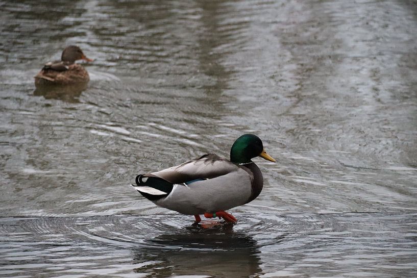 Canards dans la Vecht par Nicole Van Stokkum