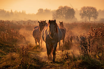 wild konik horses
