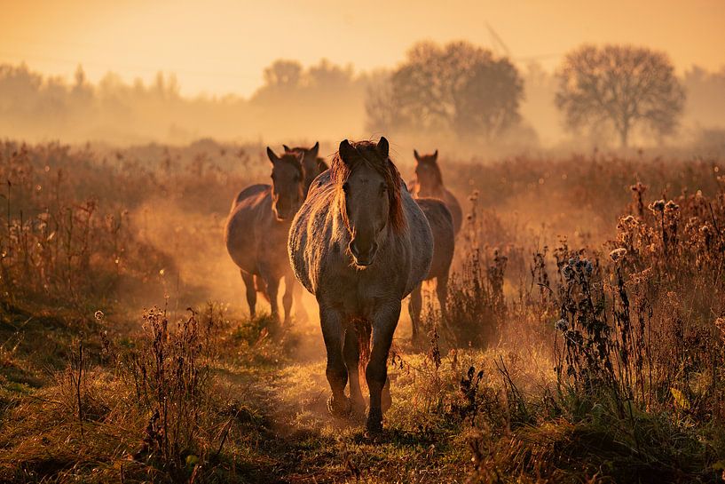 chevaux konik sauvages par bryan van willigen