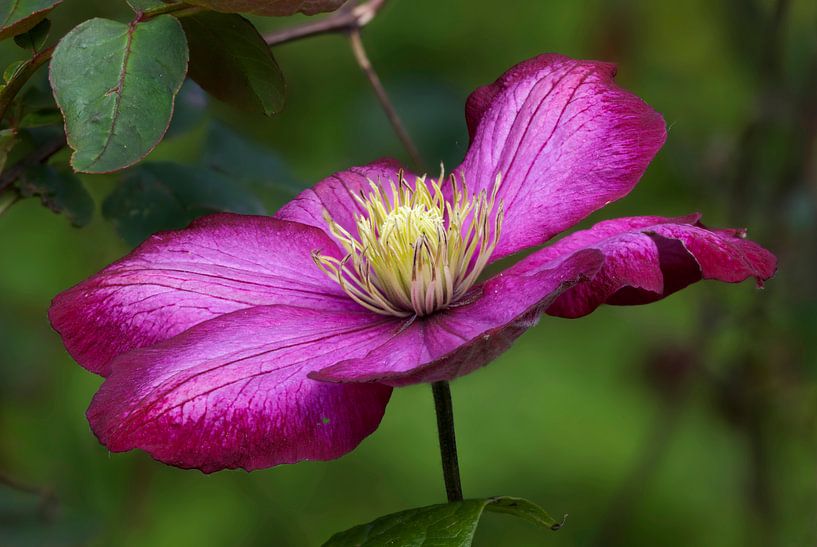 Clematis in zomerbloei von hetto hettema