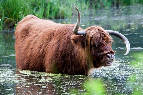 Un highlander écossais avec d'étranges cornes dans l'eau
