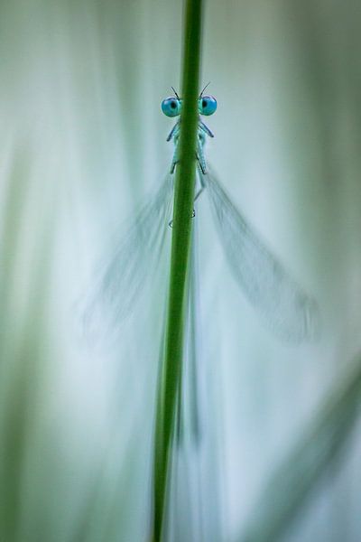 Damselfly by Martzen Fotografie