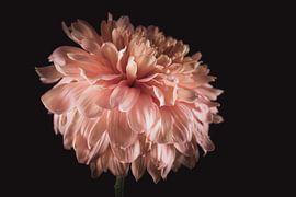 Zalmroze Chrysant – Fine Art Bloemportret van Sandra Hazes