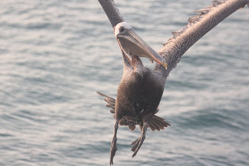 Help, een pelikaan! von René Boeff