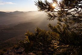 Pfalzbos van Fabian Bracht