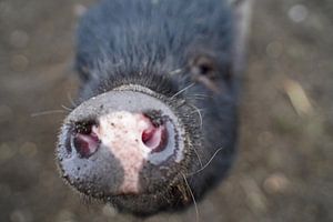 1jährige Minischweine im Garten
