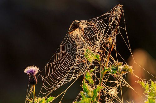 Spinnenweb met dauw in opkomend zonlicht