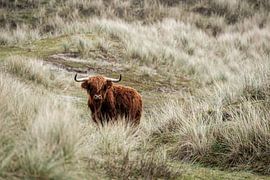 Scottish Highland by Hans Lunenburg