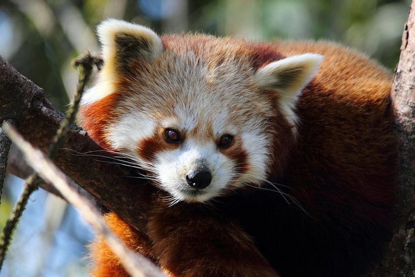 Rode Panda ligt op de loer par Arnold van der Horst