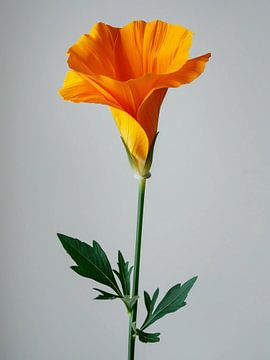 Californian orange poppy by haroulita
