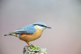 Nuthatch (Sitta europaea) by Dirk Rüter