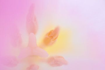 light pink tulip van Drie Bloemen Gallery