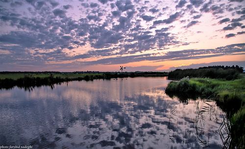 Holland Land Schaf
