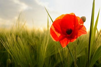 Mohn im Mais im letzten Sonnenlicht