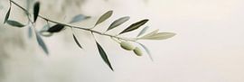 Delicate olive branches in soft colours by Poster Art Shop